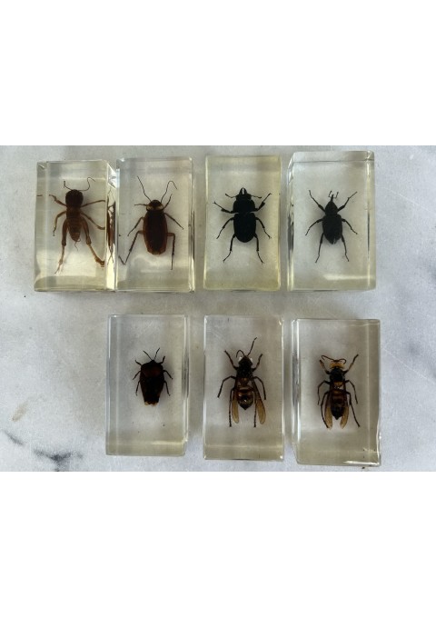 Vabzdys, vabalas, vabalai stikle (skaidrioje dervoje), kolekcinis. 7 vnt. Kaina po 23 
