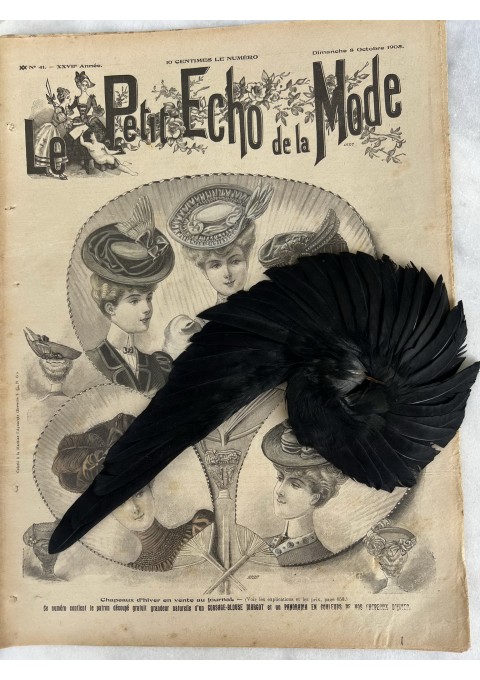 Skrybėlių, kepurių papuošalas, skrybėlių plunksna, antikvarinė, prancūziška. Kaina 48