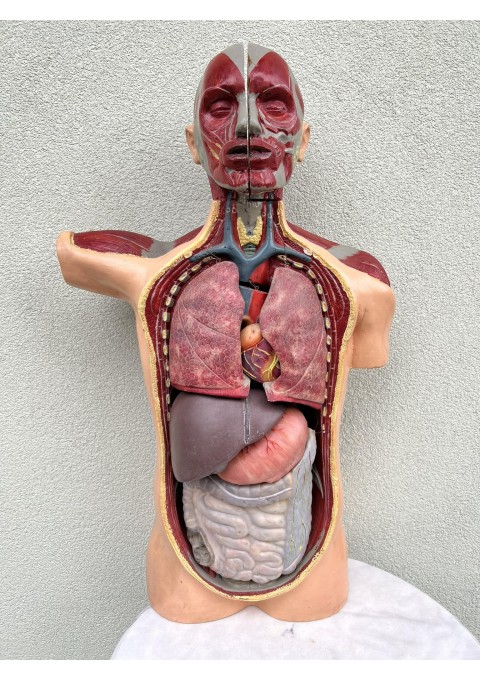 Žmogaus torso, liemems edukacinis, anatominis modelis su išimamais organais, antikvarinis. 1950 m. Čekoslovakija. Aukštis 90 cm. Kaina 788