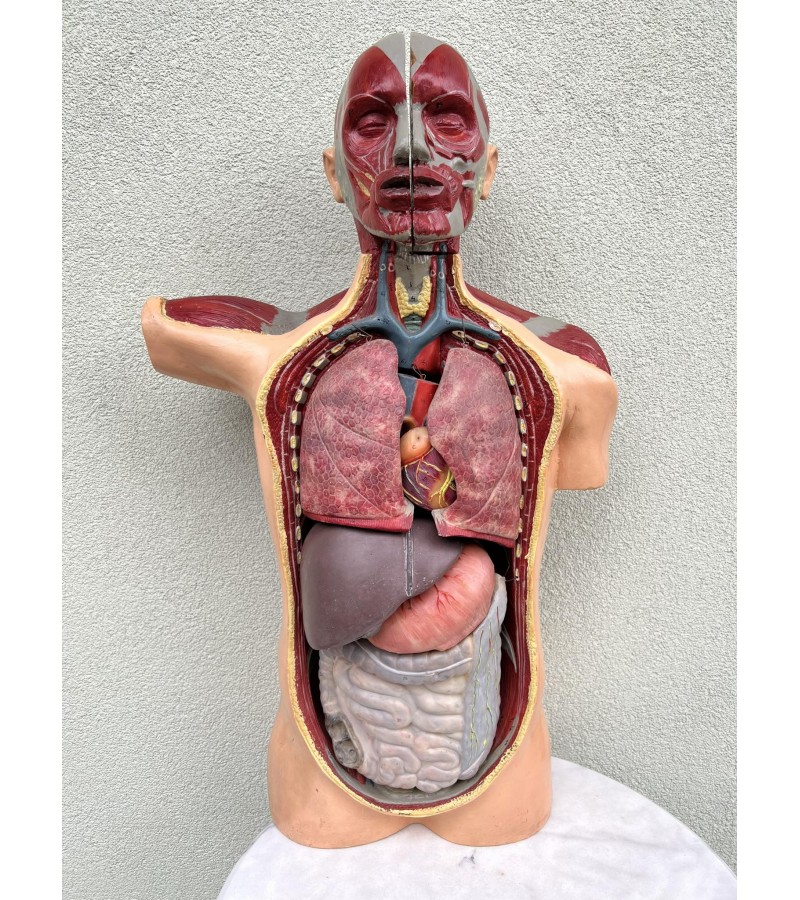 Žmogaus torso, liemems edukacinis, anatominis modelis su išimamais organais, antikvarinis. 1950 m. Čekoslovakija. Aukštis 90 cm. Kaina 788