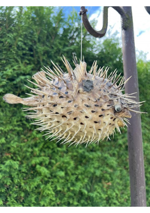 Žuvis ežys. Lophodiodon sp., iškamša. Kaina 78