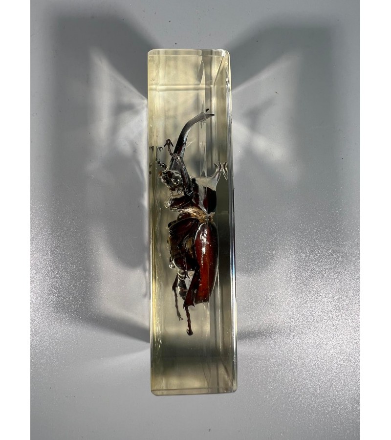 Vabzdys, vabalas stikle (skaidrioje dervoje), kolekcinis. Dydis: 3 x 4,5 x 11 cm. Kaina 23