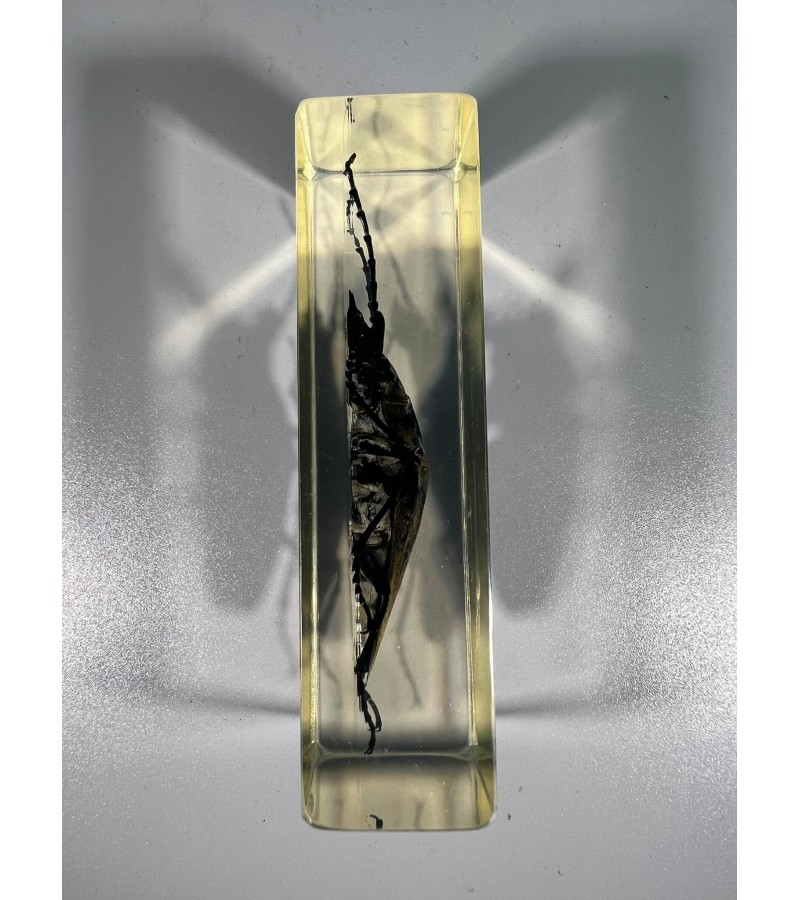Vabzdys, vabalas stikle (skaidrioje dervoje), kolekcinis. Dydis: 3 x 4,5 x 11 cm. Kaina 23