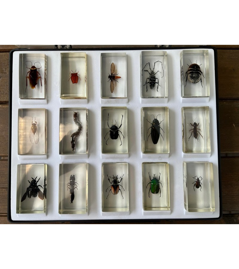 Vabzdžių, vabalų kolekcija stikle (skaidrioje dervoje), kolekciniai. Dydis: 2,5 x 4 x 7,5 cm. Dėžutėje 15 vnt. Kaina po 18