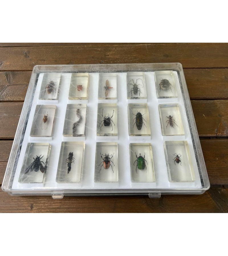 Vabzdžių, vabalų kolekcija stikle (skaidrioje dervoje), kolekciniai. Dydis: 2,5 x 4 x 7,5 cm. Dėžutėje 15 vnt. Kaina po 18