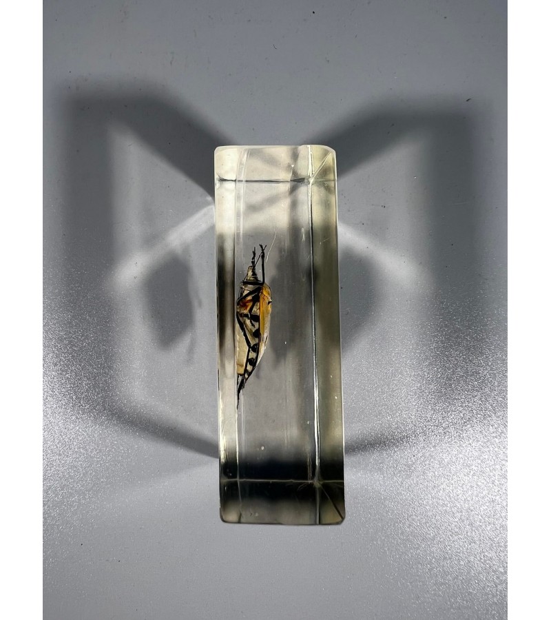 Vabzdys, vabalas stikle (skaidrioje dervoje), kolekcinis. Dydis: 2,5 x 4 x 7,5 cm. Kaina 18