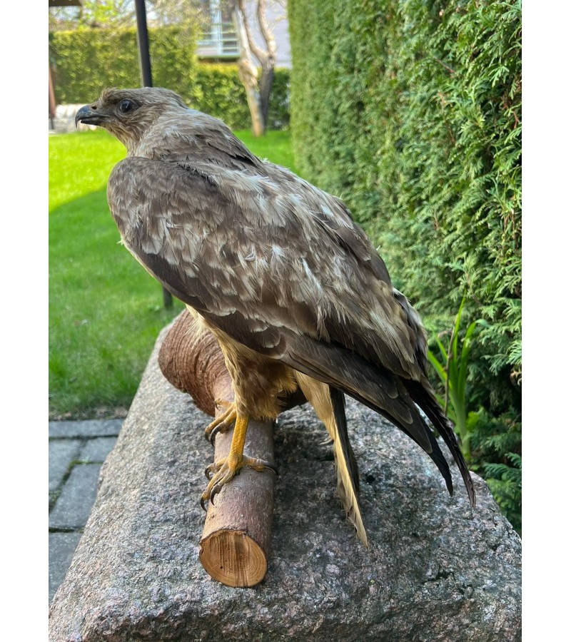 Iškamša plėšraus paukščio antikvarinė. Atvežta iš Vokietijos. Kaina 158