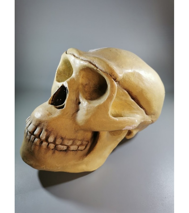 Kaukolė gipsinė Череп питекантропа. Pitekantropo kaukolė, tarybinių laikų mokomasis eksponatas. Kaina 53