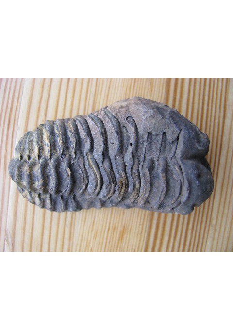 Fosilija Trilobitas. Kaina po 26 Eur.