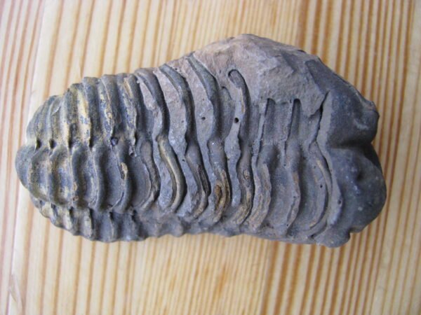 Fosilija Trilobitas. 2 vnt. Kaina po 26 Eur.