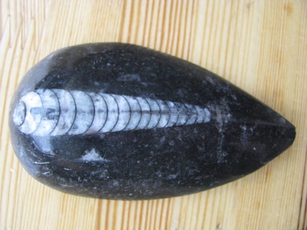 Fosilija Othoceras. 4 vnt. Kaina po 26 Eur.