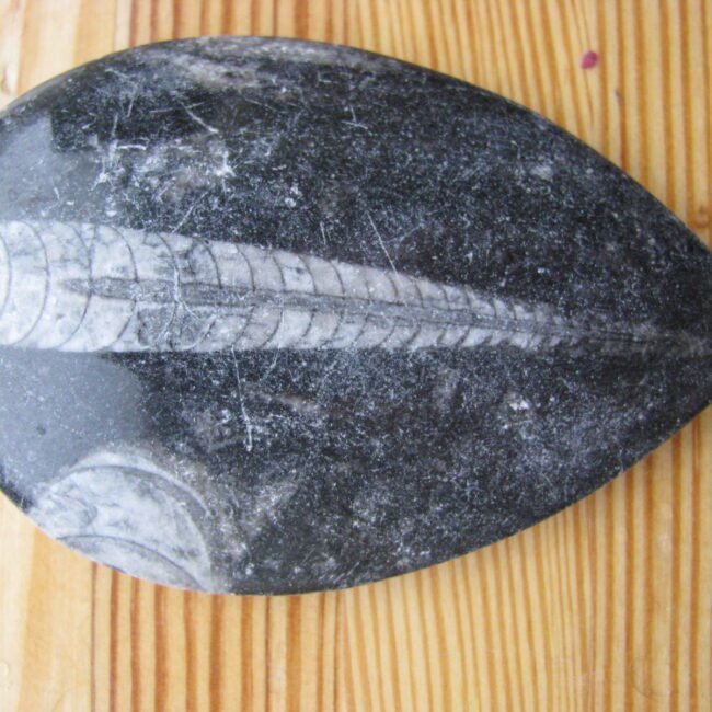 Fosilijos204IMG_9190-1.jpg Fosilijos204IMG_9190-1.jpg