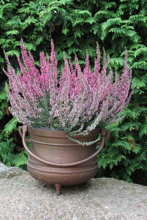 Vazonas gėlėms ketaus, špižinis, su rankena, vokiškas. Kaina 38