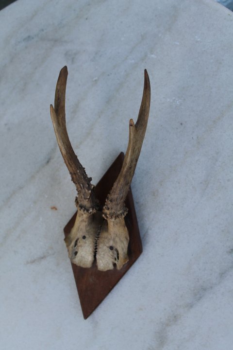 Antikvariniai ragai. Kaina 31 Eur.