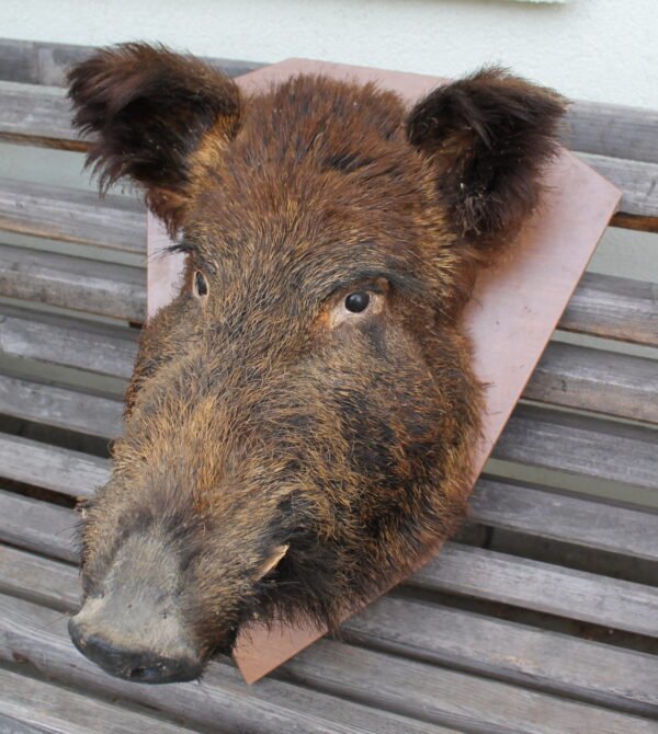 Šerno galvos iškamša. Kaina 157