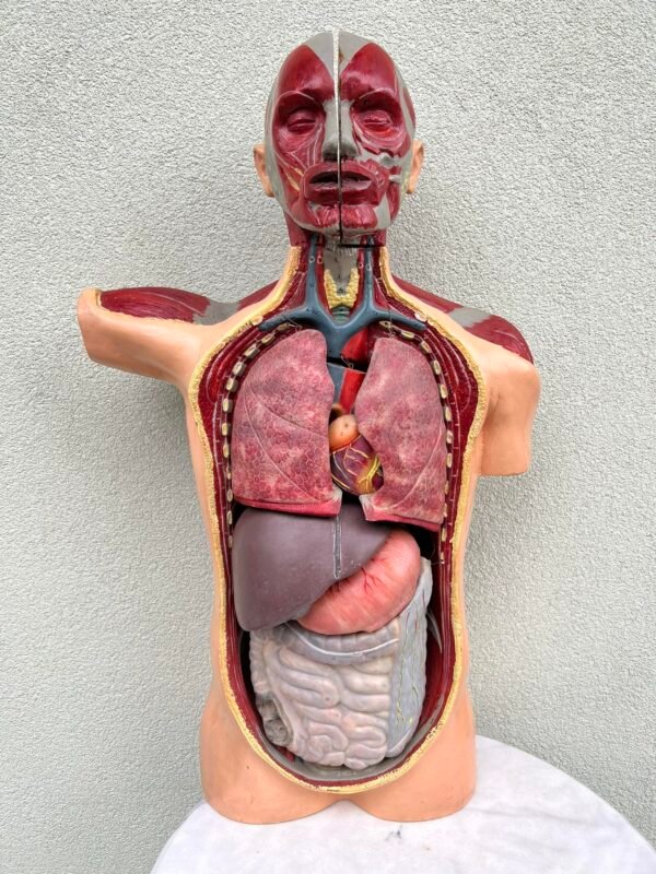 Žmogaus torso, liemems edukacinis, anatominis modelis su išimamais organais, antikvarinis. 1950 m. Čekoslovakija. Aukštis 90 cm. Kaina 658