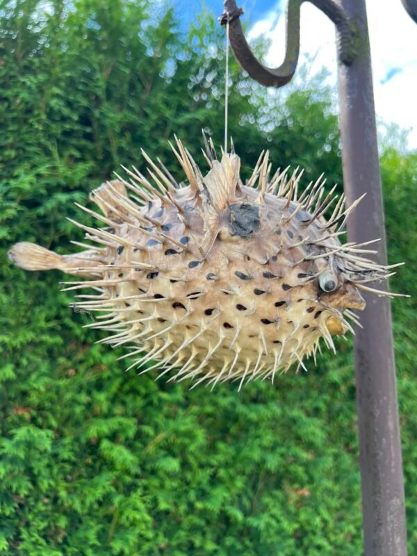 Žuvis ežys. Lophodiodon sp., iškamša. Kaina 78