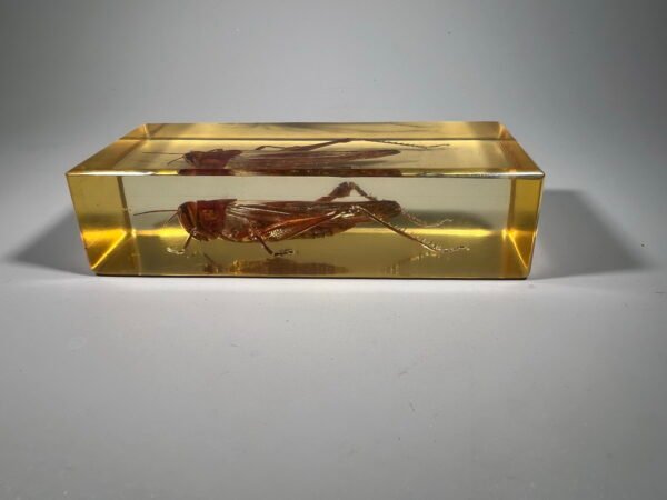 Vabzdys, vabalas, žiogas stikle (skaidrioje dervoje), kolekcinis. Kaina 27