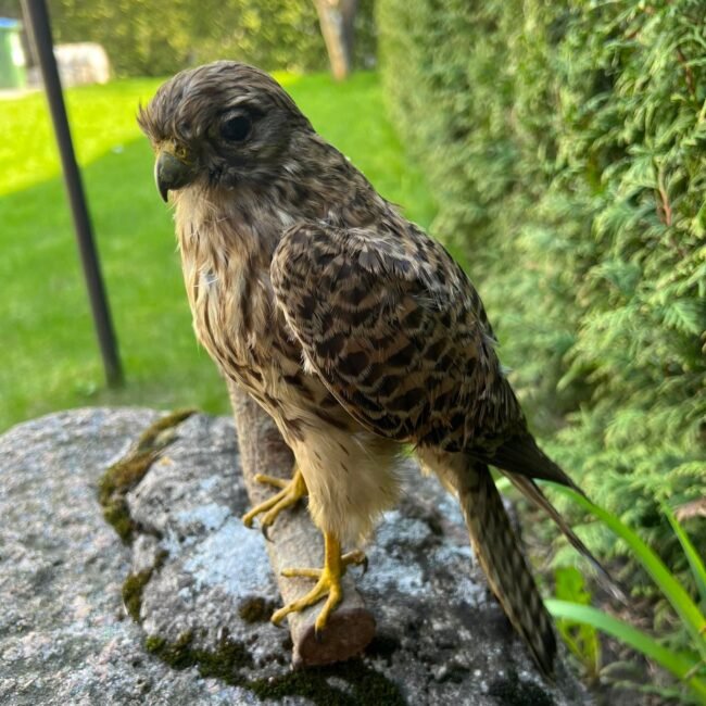 279121487_733943460946020_4689922832825474427_n.jpg 279121487_733943460946020_4689922832825474427_n.jpg