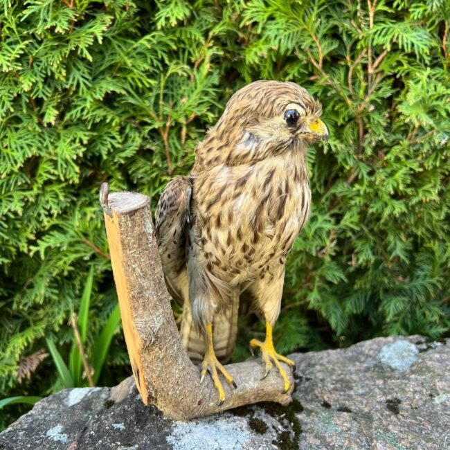 279223271_1338653476646461_933915552208974107_n.jpg 279223271_1338653476646461_933915552208974107_n.jpg