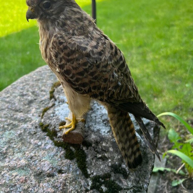 279385682_362572485902089_5567644402247887532_n.jpg 279385682_362572485902089_5567644402247887532_n.jpg