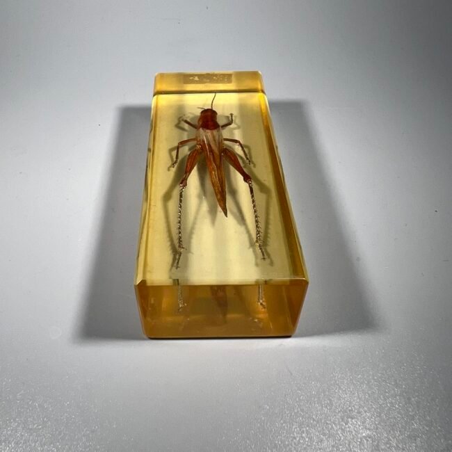 440572335_751848057021904_7409077168344034842_n.jpg 440572335_751848057021904_7409077168344034842_n.jpg