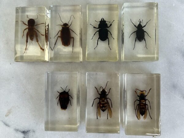Vabzdys, vabalas, vabalai stikle (skaidrioje dervoje), kolekcinis. 7 vnt. Kaina po 23