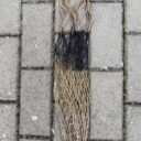 IMG_1879