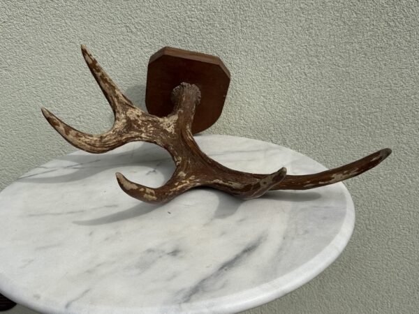 Autentiškas elnio ragas ant medinio skydelio (sieninis trofėjus / dekoracija, plotis 52 cm)